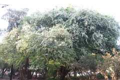 Ehretia anacua